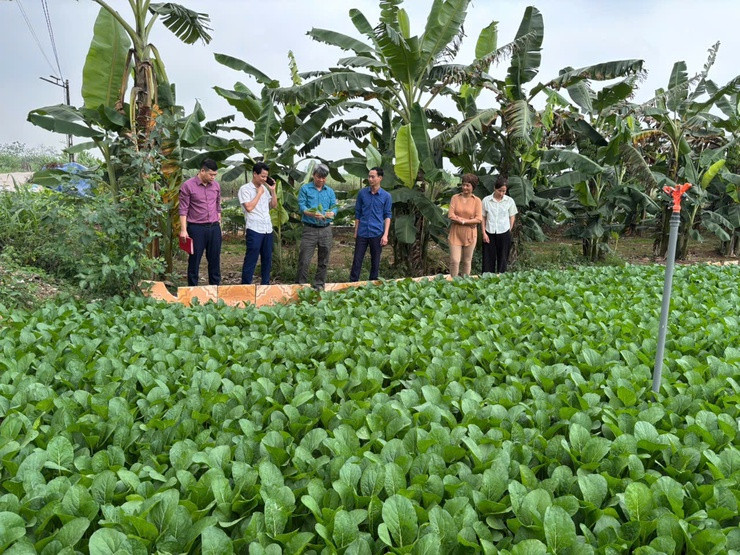 minh-chau-no-luc-xay-dung-vung-rau-an-toan-ben-vung